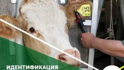 Ауыл шаруашылығы жануарларын сәйкестендіру