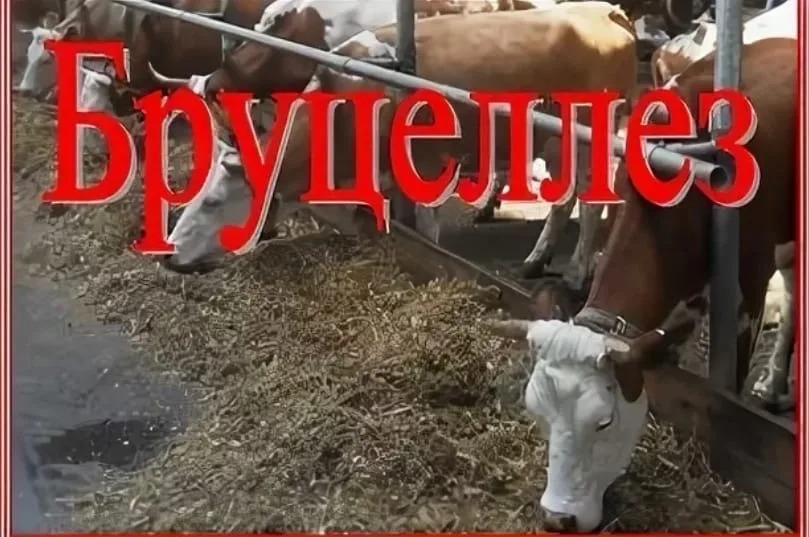 Условия выплаты возмещений за бруцелезный скот