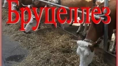 Условия выплаты возмещений за бруцелезный скот