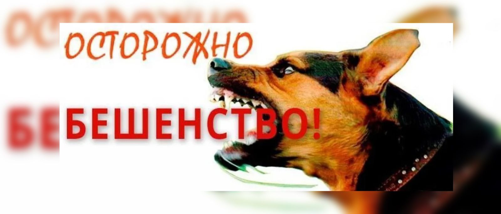Предупреждение бешенства животных
