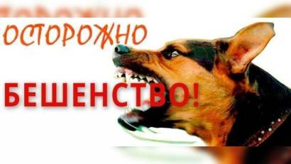 Предупреждение бешенства животных