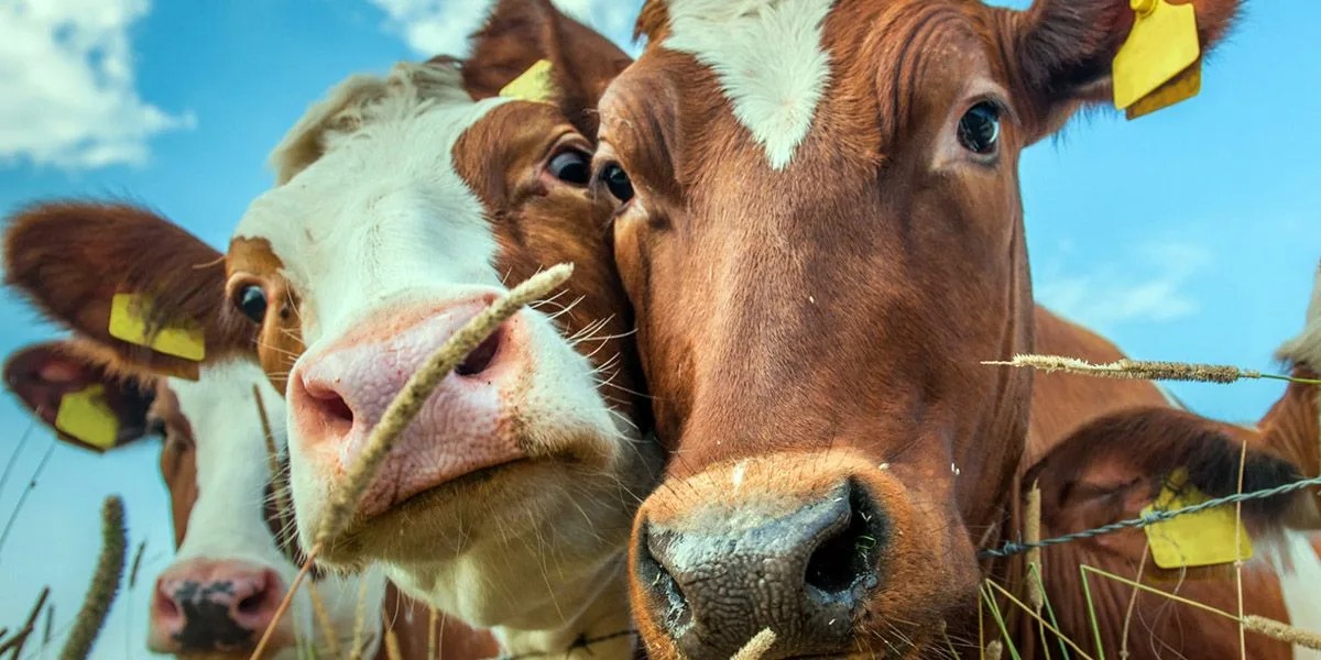 Жануарлардың аусылының алдын алу