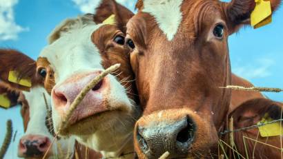 Предупреждение ящура животных