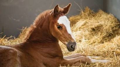 Мыт лошадей : клиника и профилактика.