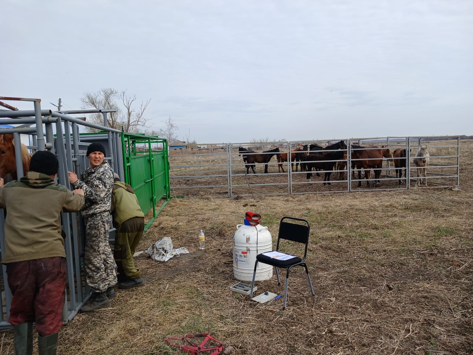 *Таврация лошадей: значение и правила*